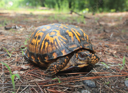 A pretty eastern box turtle (Terrapene carolina). 