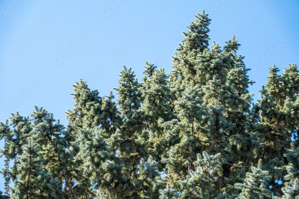The top of the spruce against a bright blue sky.