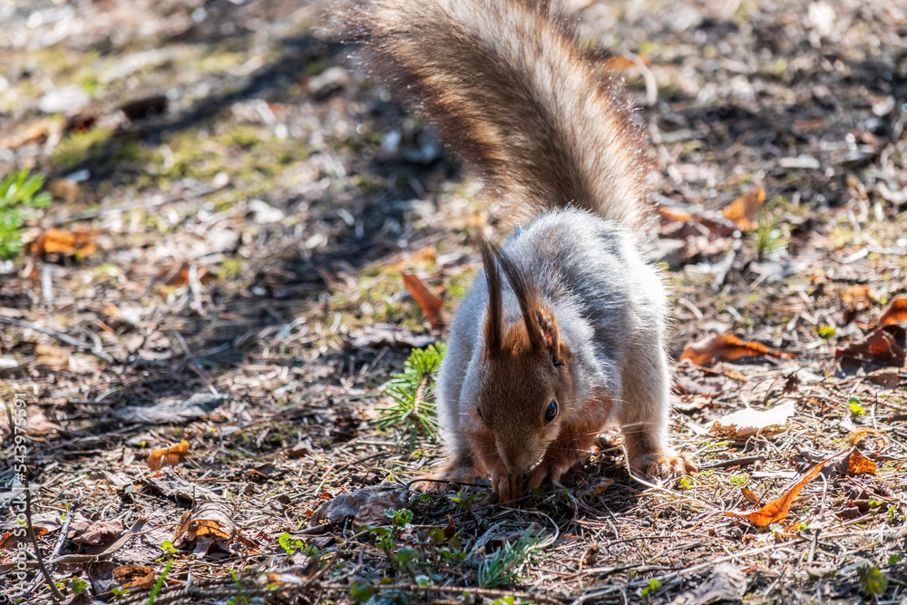 Squirrel in autumn hides nuts on the green grass with fallen yellow