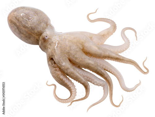 Fresh Octopus Squid isolated on white background, Fresh Octopus on white PNG File.