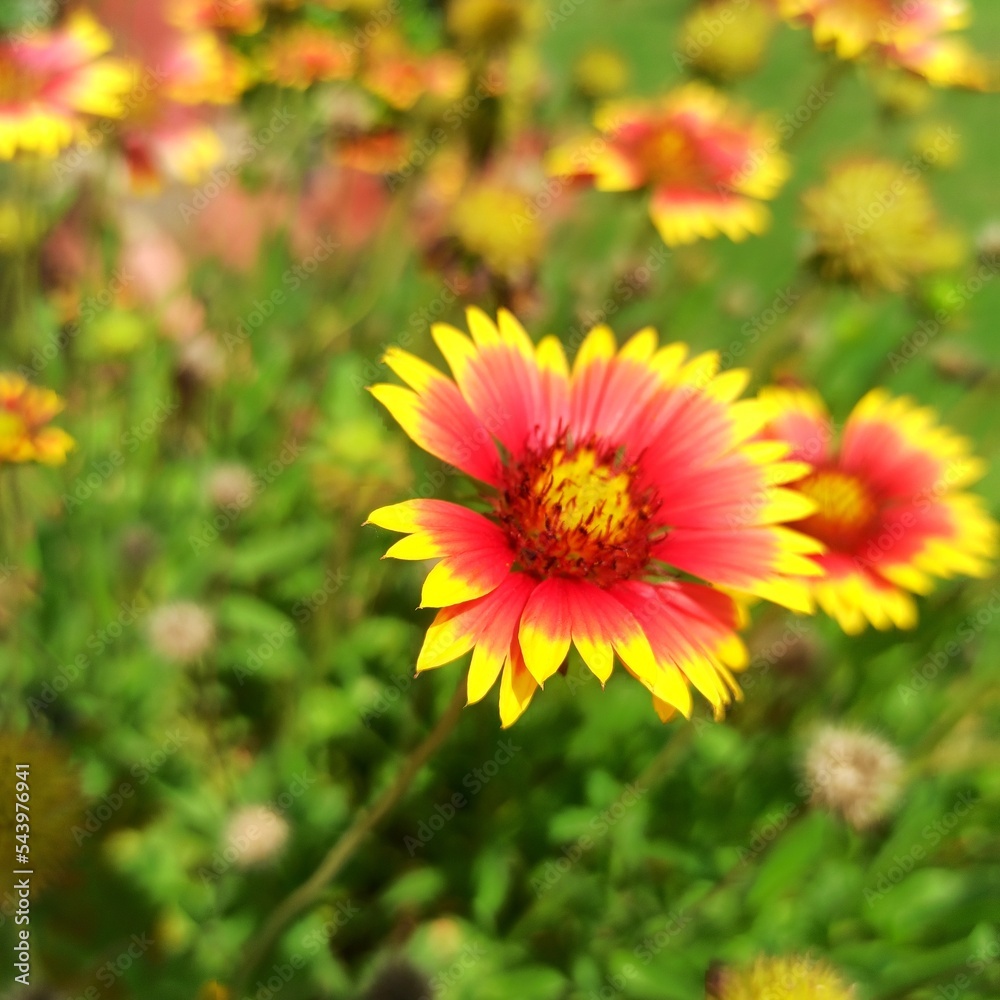 Gaillardia pulchella Indian blanket flower Gaillardia pulchella Indian blanket flower