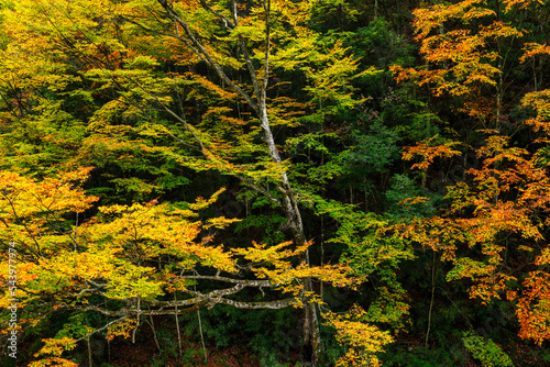 autumn in the forest, trees in multiple colors