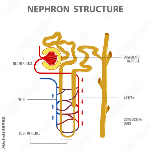 Scientific Designing of Nephron Structure in kidney vector illustration photo