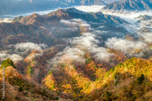 colorful forest on mountains under clouds in autumn