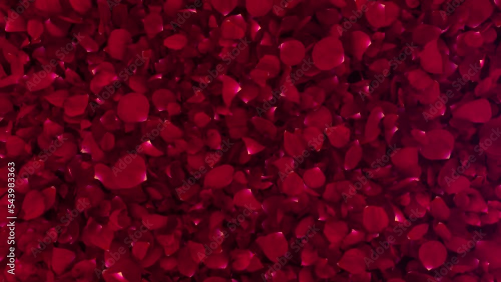 Rose Petals Flying on Green Screen Rose Petals Flying on Green Screen