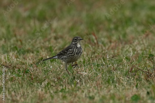 buff bellied pipit in a park