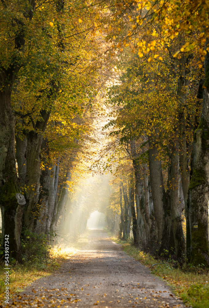 Naklejka premium autumn morning in old trees avenue