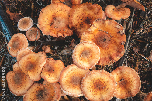 Honey Fungus, Armillaria Mellea, Poiana Onceasa, Bihor Mountains, Parcul Natural Apuseni photo