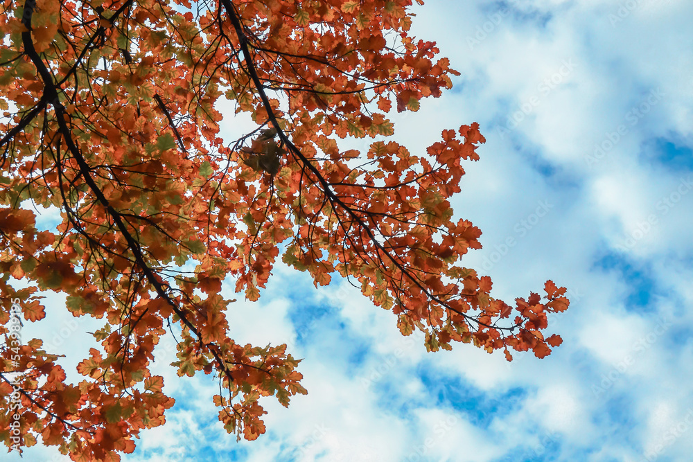 Autumn oak leaves against the sky.Krone oak tree in autumn in nature. Autumn oak leaves against the sky.Krone oak tree in autumn in nature.