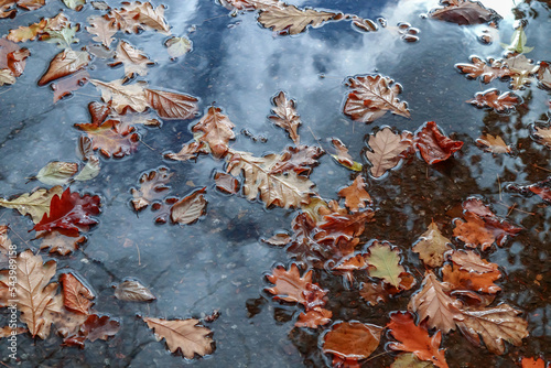 Autumn leaves in a puddle in nature