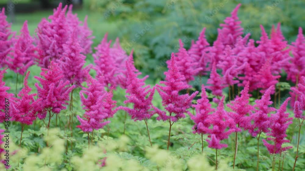 Beautiful sceno of false goat's beard flowers, Dense and feathery pink plumes, Camera floating shot Beautiful sceno of false goat's beard flowers, Dense and feathery pink plumes, Camera floating shot