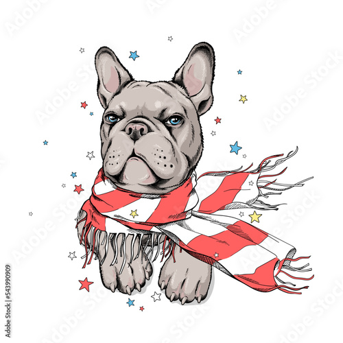 Cute french bulldog in a striped scarf. Vector illustration in hand-drawn style. Image for printing on any surface	