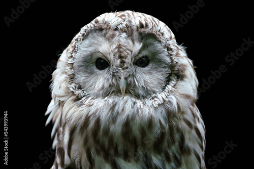Fotografía Ural owl (Strix uralensis). Nocturnal owl on black background