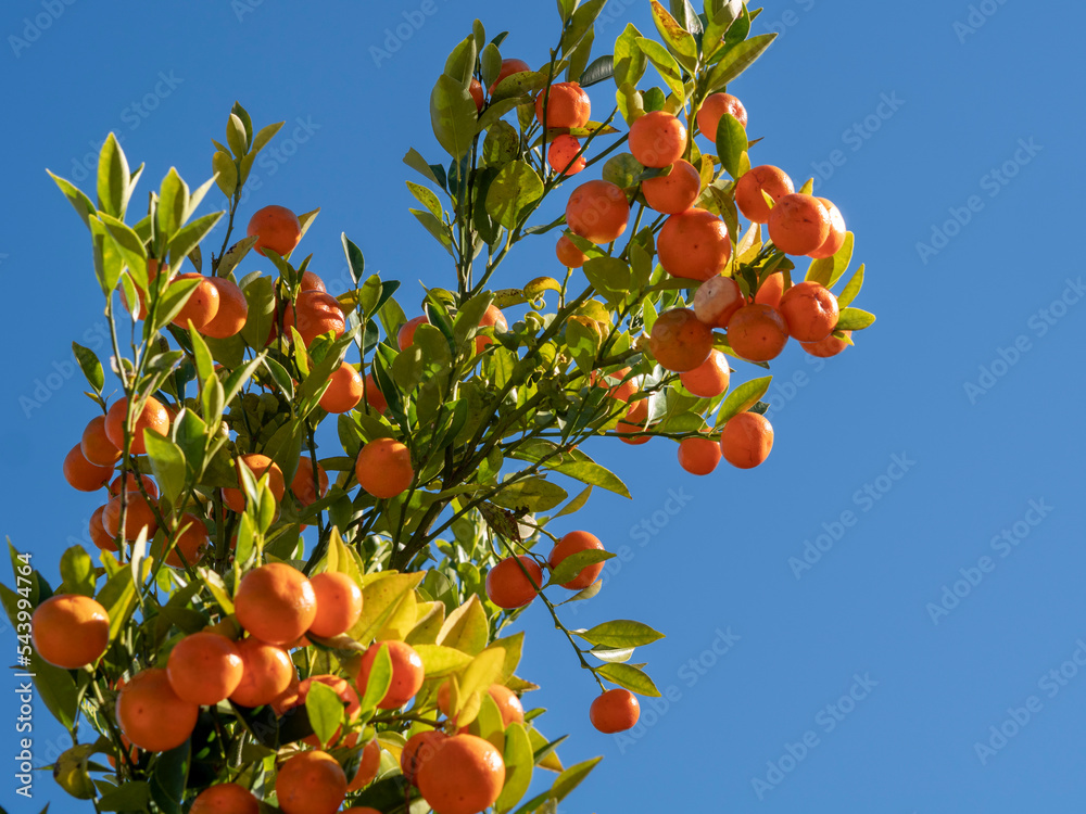 金柑の木 金柑の木 Images – Browse 69 Stock Photos, Vectors, and Video