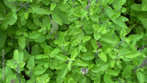 Wallpaper Mural Holy basil or Tulsi An Ayurvedic Plant Tulsi has been used as a medicine in Hindu scriptures since ancient times. Torontodigital.ca