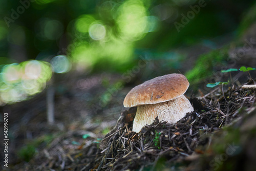 Boletus edulis - edible mushroom