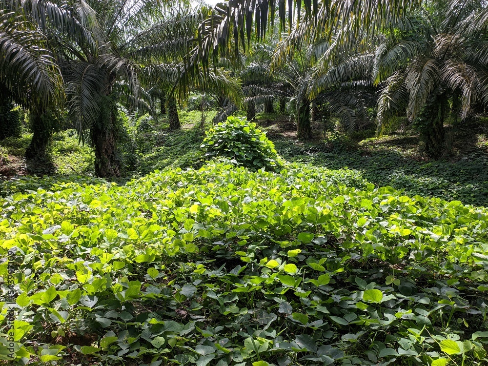 Obraz premium Mucuna bracteata plants grown in oil palm plantations