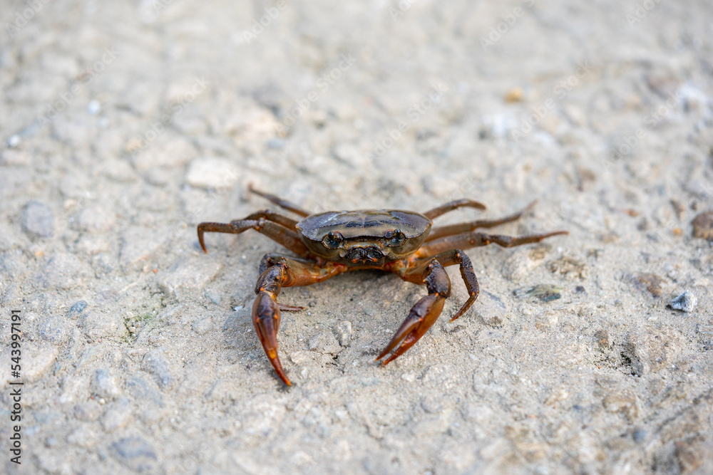 Crabs live in bill Bangladesh