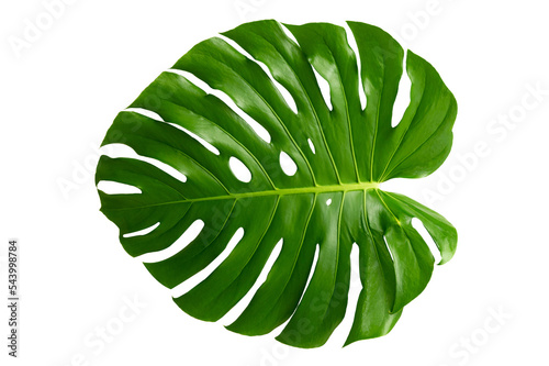 Monstera leaves leaves with Isolate Leaves on transparent background PNG file