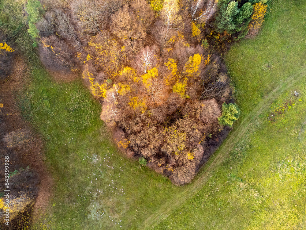 Forest, grove seen from above. Aerial view. Trees, nature, path, grass, greenery. Photo from a drone.