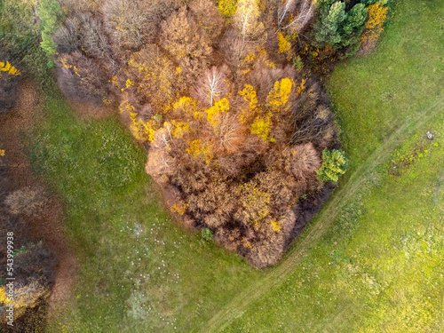 Forest, grove seen from above. Aerial view. Trees, nature, path, grass, greenery. Photo from a drone.