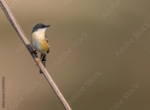 ashy prinia sitting on a branch with copy space
