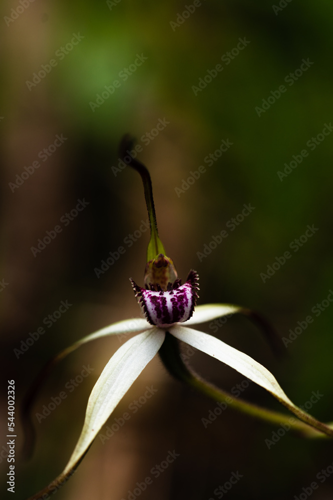 Obraz premium Australian native orchid