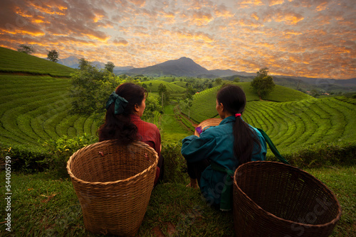 Fotografie, Obraz landscape photo for Vietnamese working in tea plantation at long coc mountain