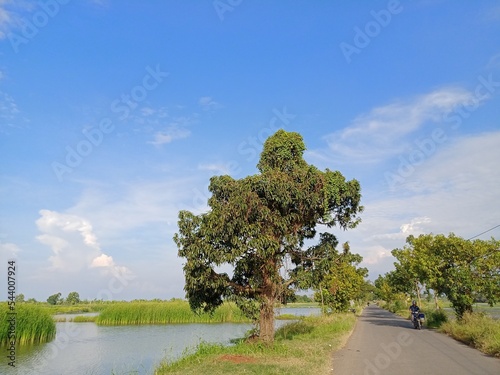 tree in the field