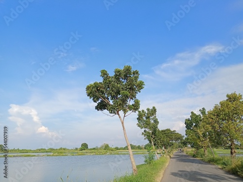 landscape with trees
