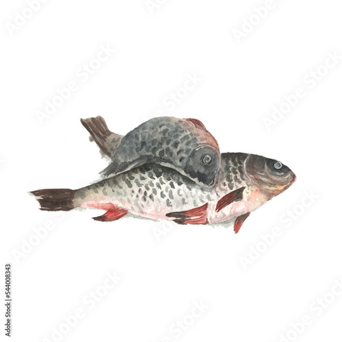 crucian fish, watercolor still life on a white background