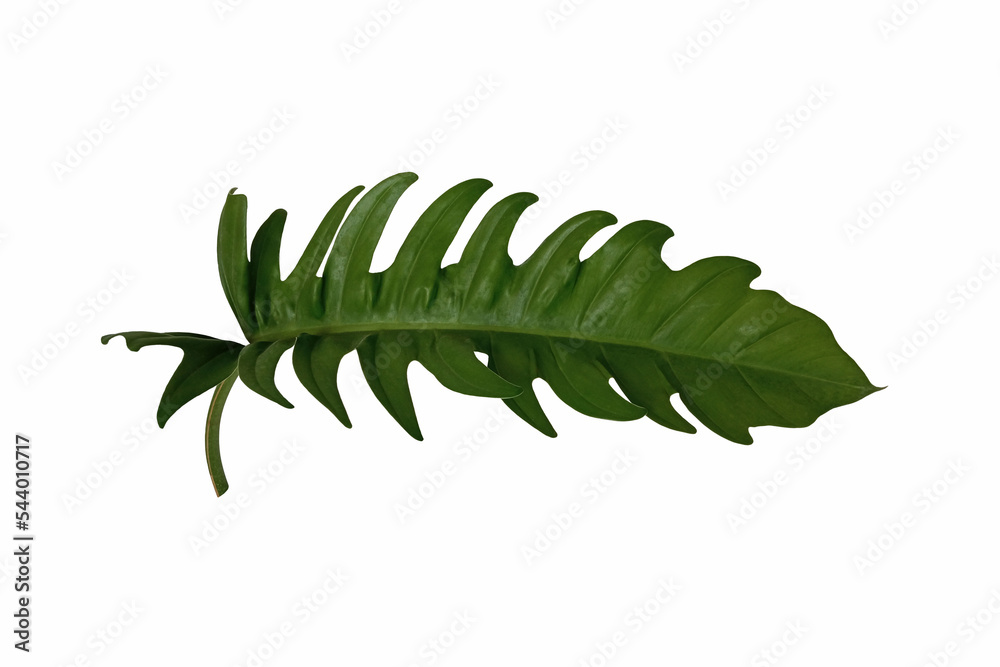 Top veiw, single philodendron golden dragon leaf isolated on white background for stock photo or advertisement, Genus of flowering plants, Tropical plants, lime fiddle leaves