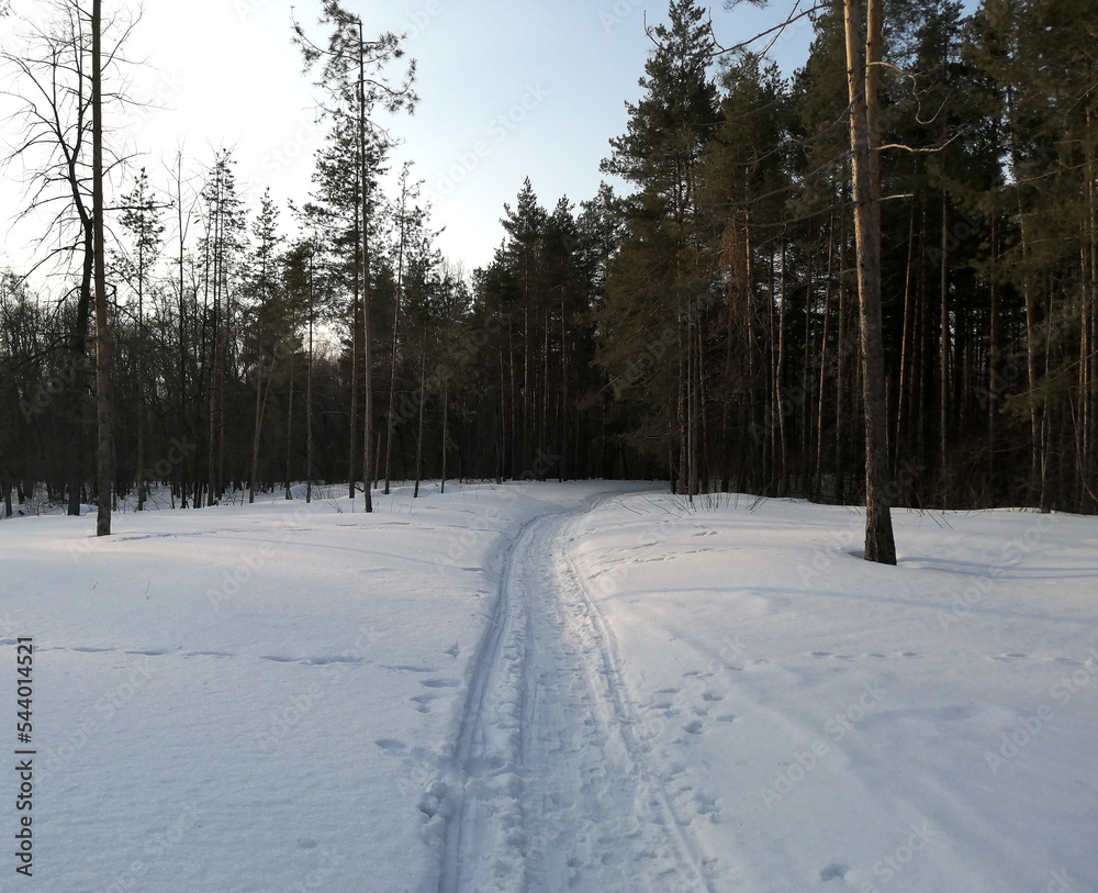 Winter forest trail
