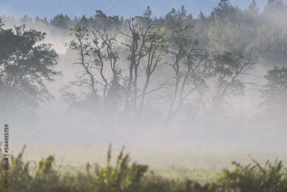 MISTY LANDSCAPE - Autumn morning in the river valley MISTY LANDSCAPE - Autumn morning in the river valley