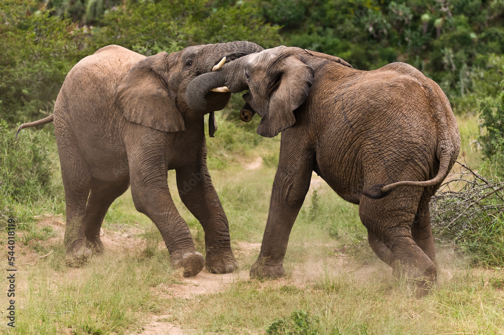 Fototapeta premium Young elephant bulls fighting