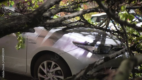 Heavy storm wind caused terrible natural disaster on the street, uprooted broken tree fell and destructed car at the parking lot, unexpected hurricane damage on the driveway, traffic collapse and car