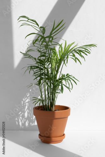 Home plant hamedorea or Areca palm in a clay brown pot on a white background. The concept of minimalism. Houseplants in a modern interior. © Marina Kaiser