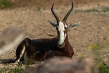 bontebok antelope endemic , The blesbok or blesbuck (Damaliscus pygargus phillipsi)