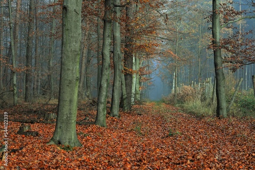 Beautiful line of autumn beech in a foggy forest. November. Poland.