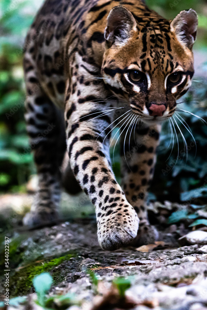 Ocelot walking in a forest path Ocelot walking in a forest path
