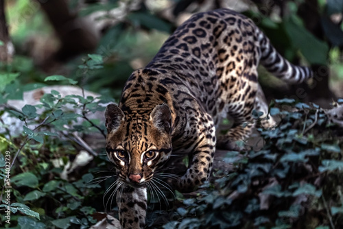 Obraz na płótnie ocelot looks at me from below