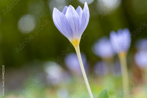 Colchicum autumnale, commonly known as autumn crocus, meadow saffron, or naked ladies, is a toxic autumn-blooming flowering plant that resembles the true crocuses Istanbul Turkey. © DRBURHAN