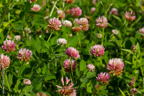 Beautiful white, pink and green floral meadow landscape full of Alsike clover trifolium hybridum. Pale pink and whitish flowers in summer