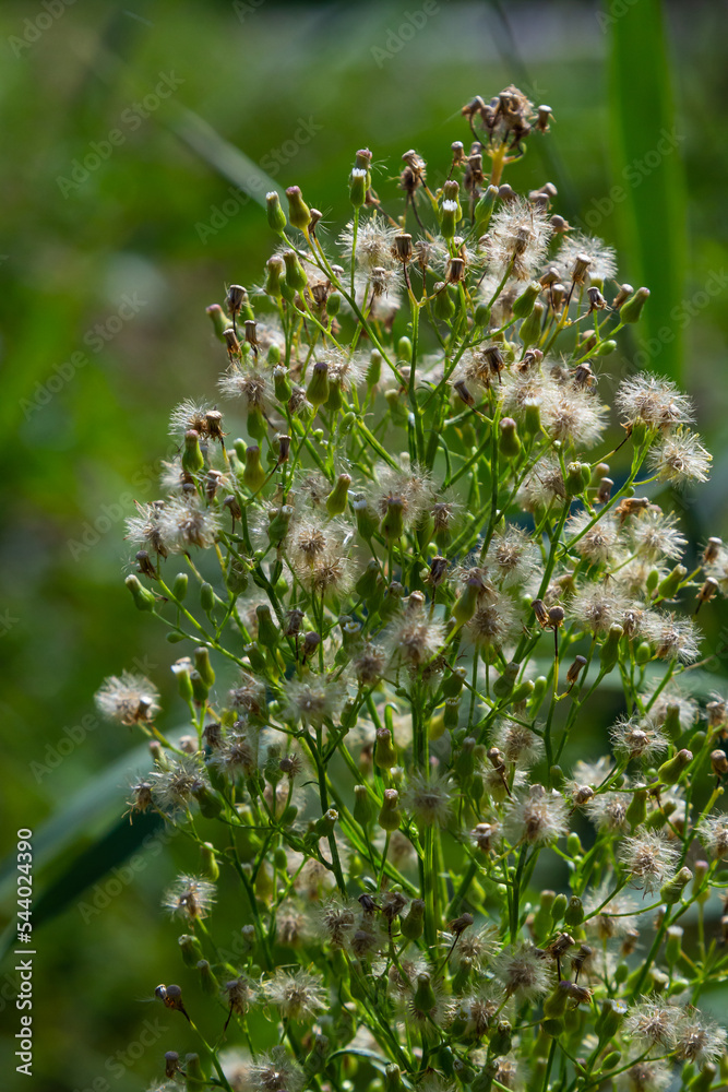 Foto de Erigeron canadensis is a species of flowering plant of the