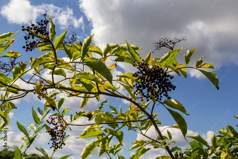 Sambucus nigra is a poisonous plant that can also be used medicinally Sambucus nigra is a poisonous plant that can also be used medicinally