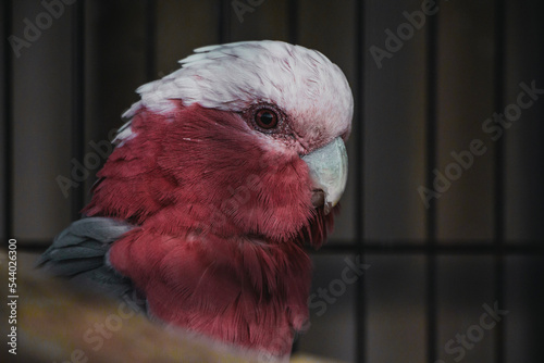 parrot on a branch photo