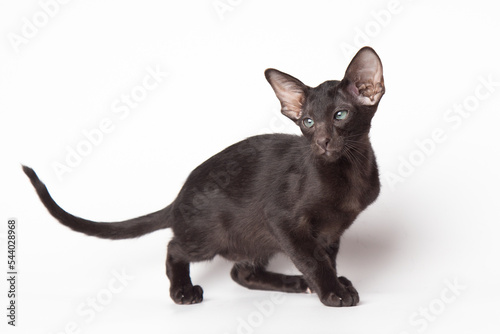 Adorable Funny large black kitten with big ears. Lovely cat Oriental breed on white background. banner with copy space for text. Domestic pets