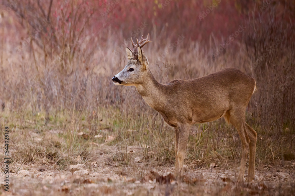 portrait of a beautiful male deer in autumn portrait of a beautiful male deer in autumn