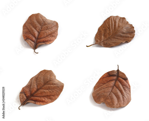 Dry brown leaves.