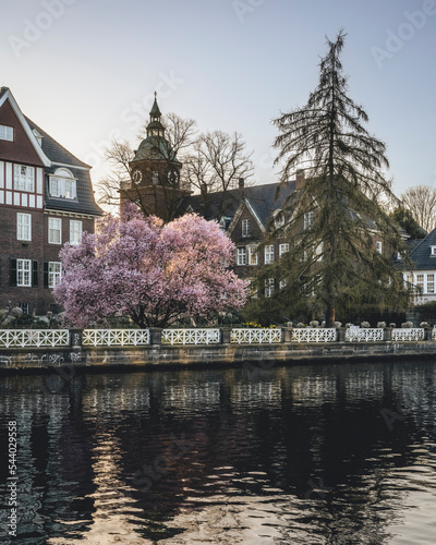 Germany, Hamburg, Cherry blossom blooming on shore ofInner Alster Lake photo